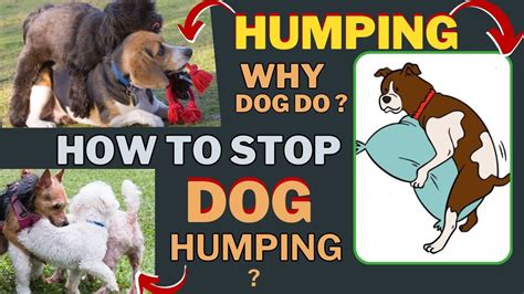 dog is horny|How to Stop Your Dog From Humping: 8 Vet Approved Tips